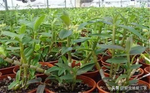 现在农村最快致富是什么行业,农民致富的手工行业