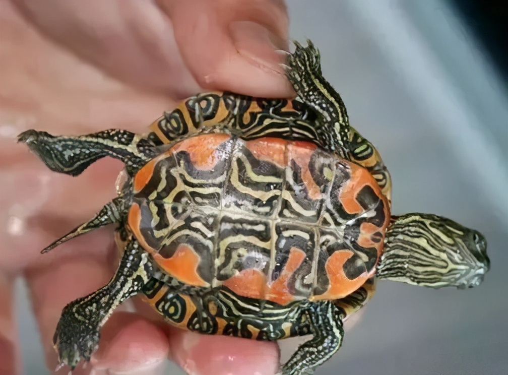 各种龟类图片大全大图,龟类展示会