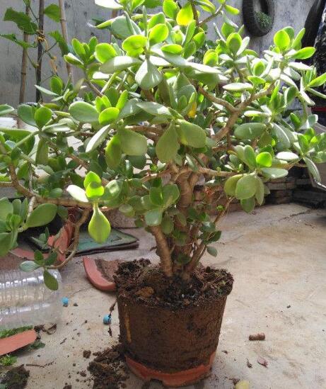 玉树怎么养才能长得快叶子翠绿,玉树光照太强叶片发软怎么补救