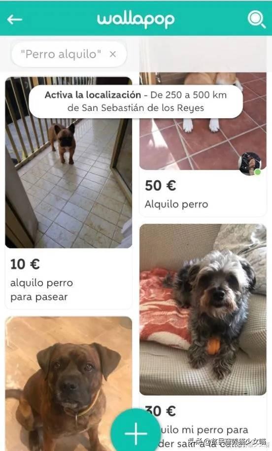 西班牙狗狗一天被遛38次,西班牙狗狗一天被遛33次