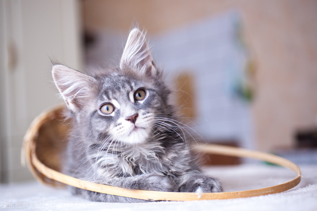 脸上长猫癣症状,猫癣长在脸上有疤痕