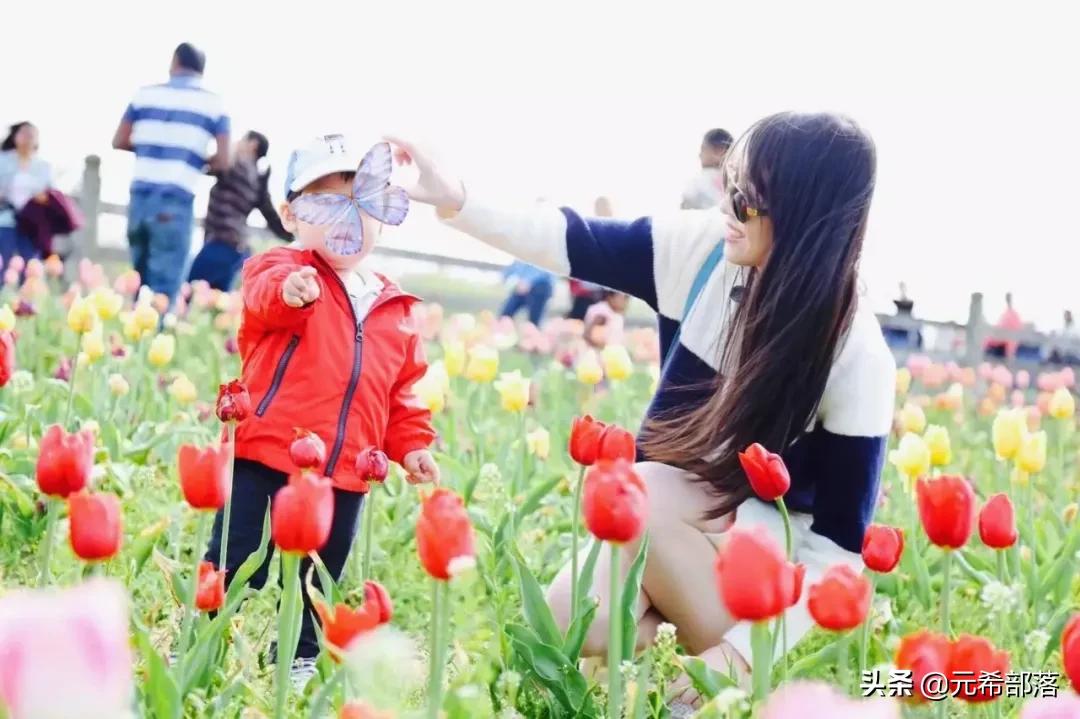 荷兰小镇郁金香盛开,荷兰小镇郁金香花海