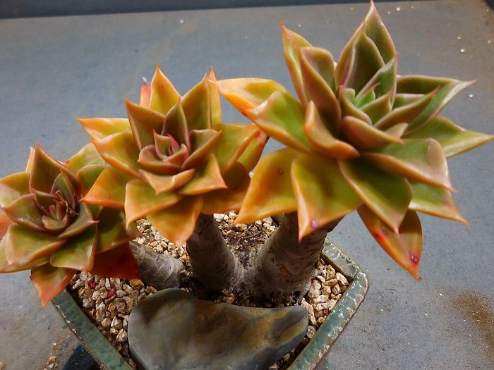 100种常见多肉植物图鉴收藏,1000种多肉植物图鉴及名字