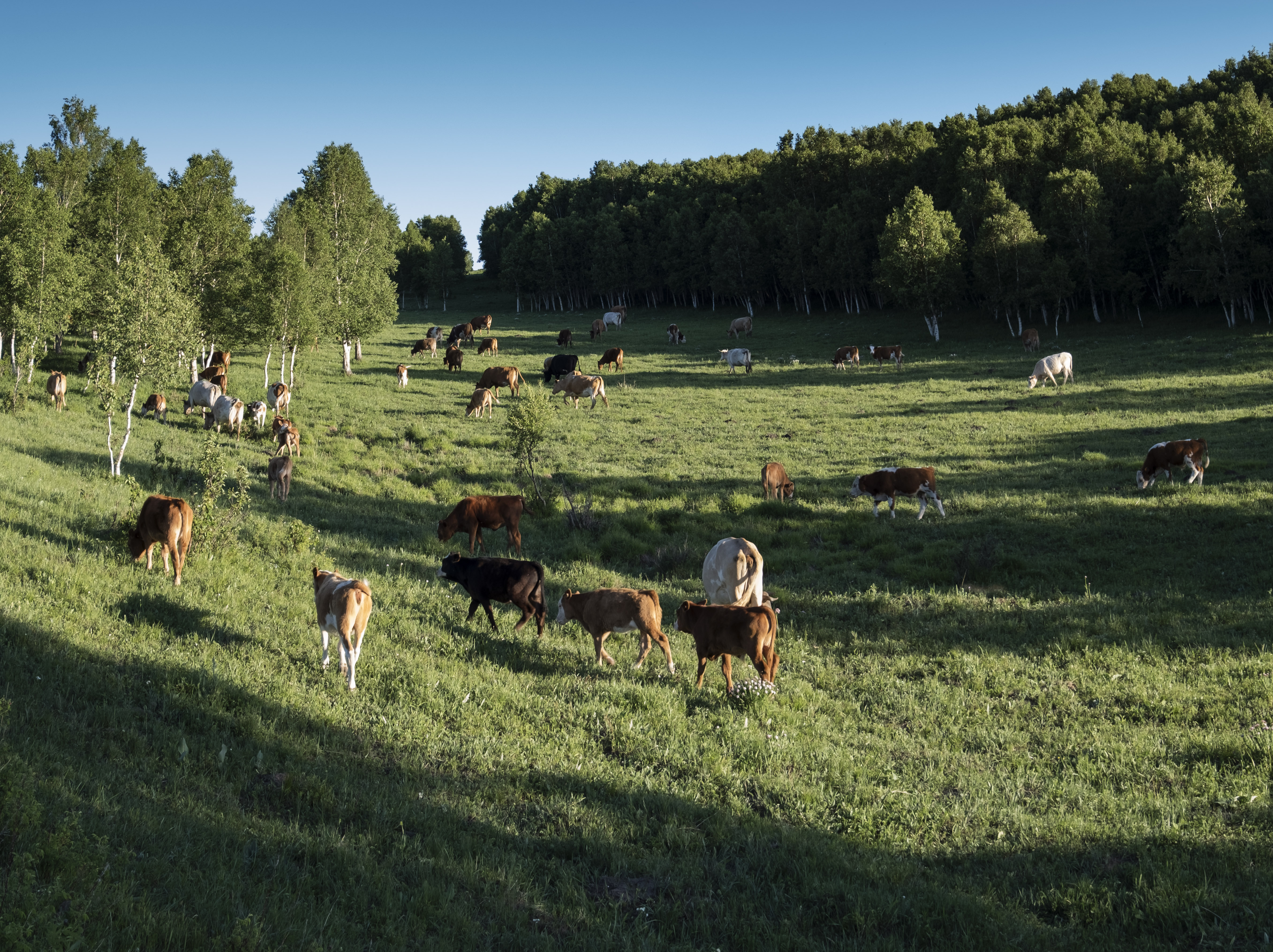 大美坝上草原全景,大美坝上风光系列之一