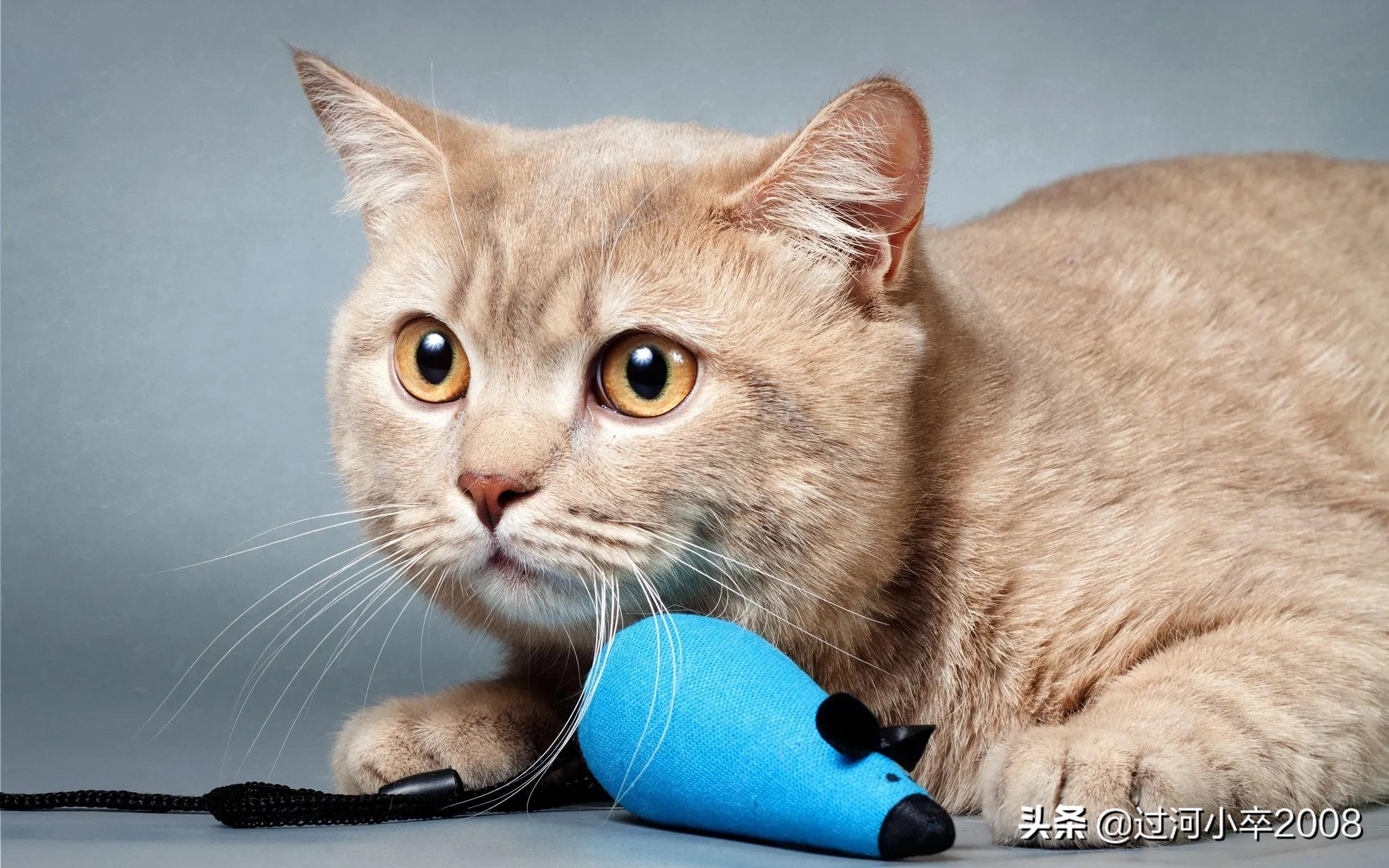 家里的小猫咪作文,家里的小猫咪丢了怎么找回来