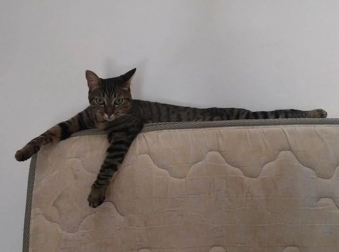 猫是一种液体吗看完长知识了,猫是液体猫咪吗