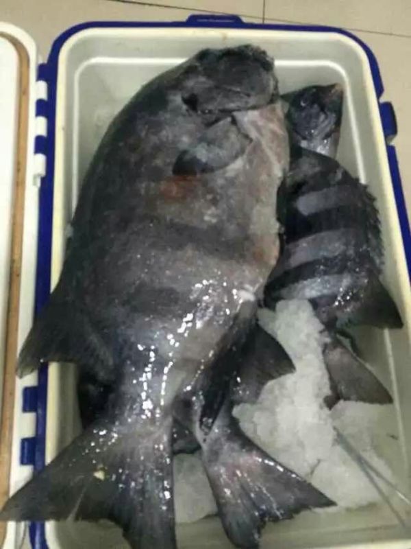 海钓是一种乐趣,体验不一样的海钓乐趣