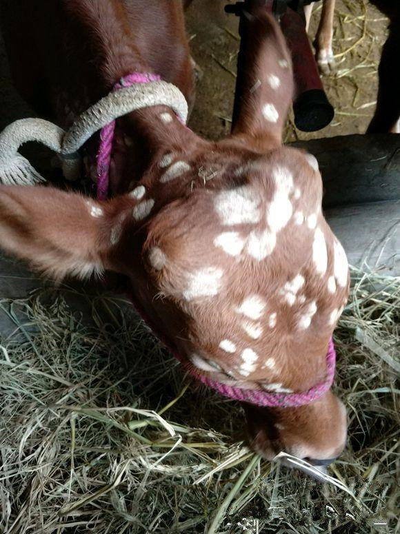 牛身上长了瘊子怎么办,牛身上长满瘊子该怎么治