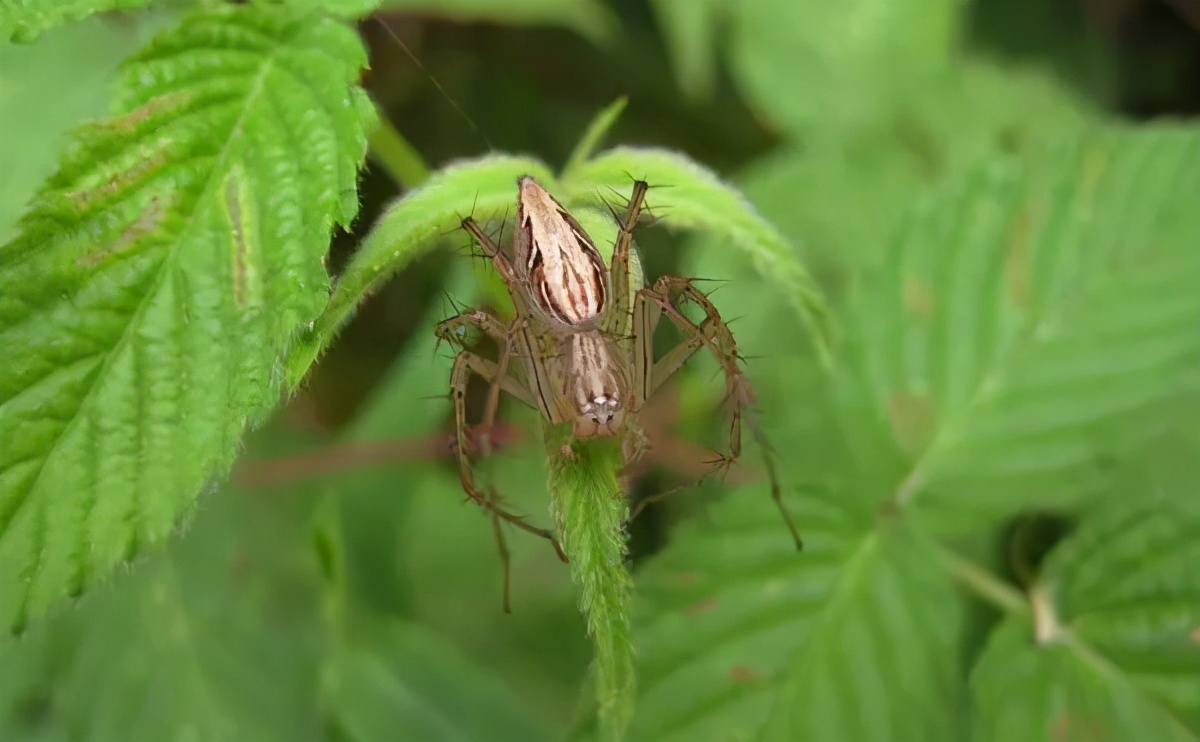 福建乡下一些常见的蜘蛛，看看有没有你认识的？