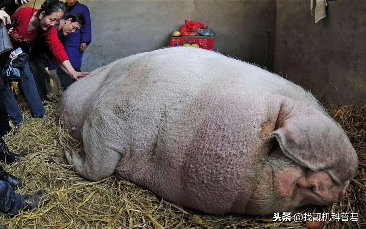 一头猪如果永远不杀会长多重,如果一头猪要一直不卖会长多大