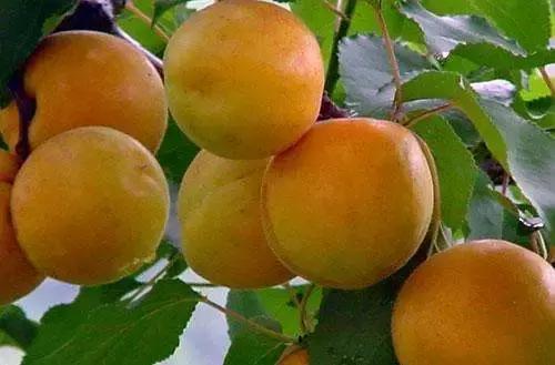 杏是一种什么水果,杏是热带水果么
