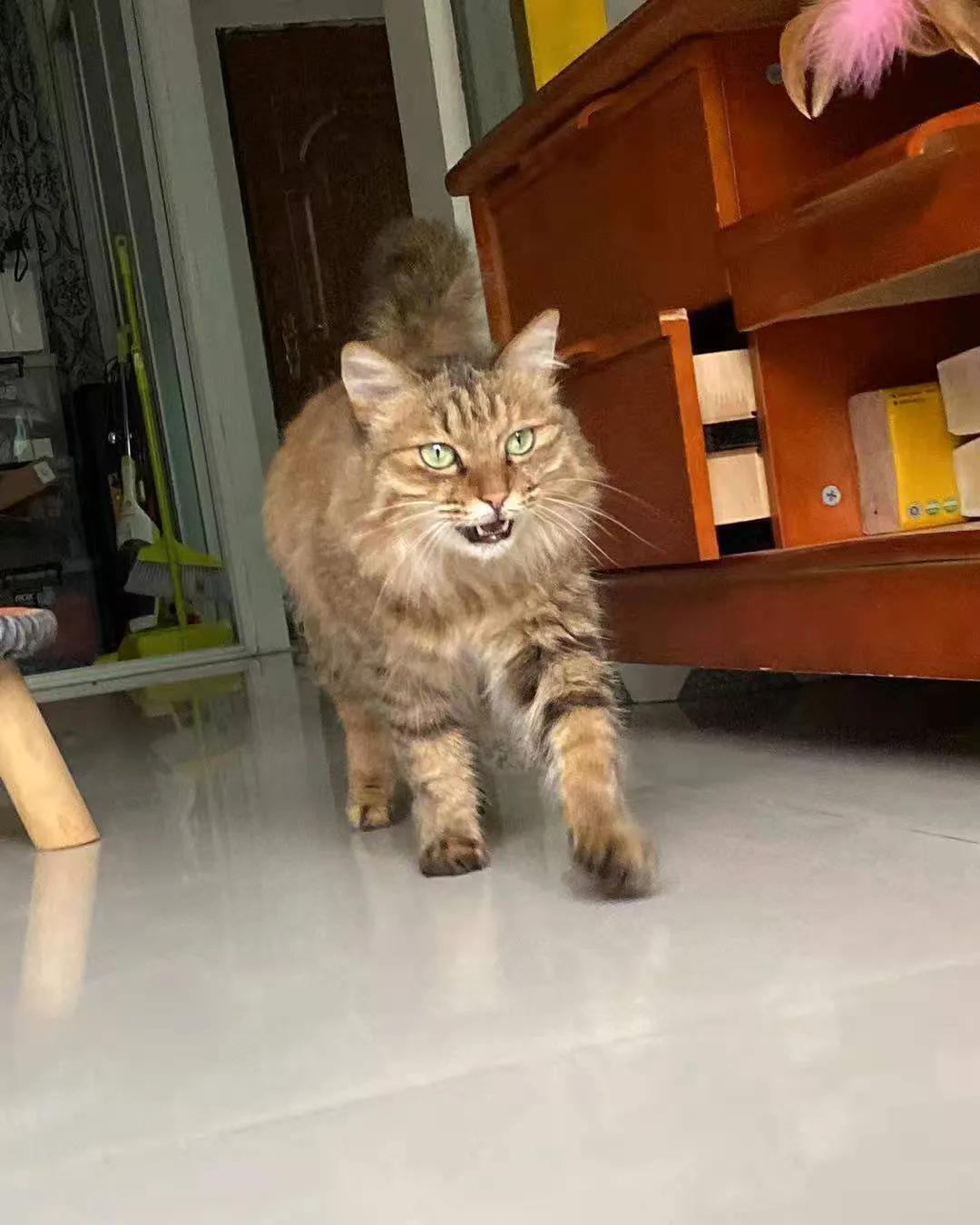 从小养的橘猫还会有野性吗,养橘猫的都是什么人