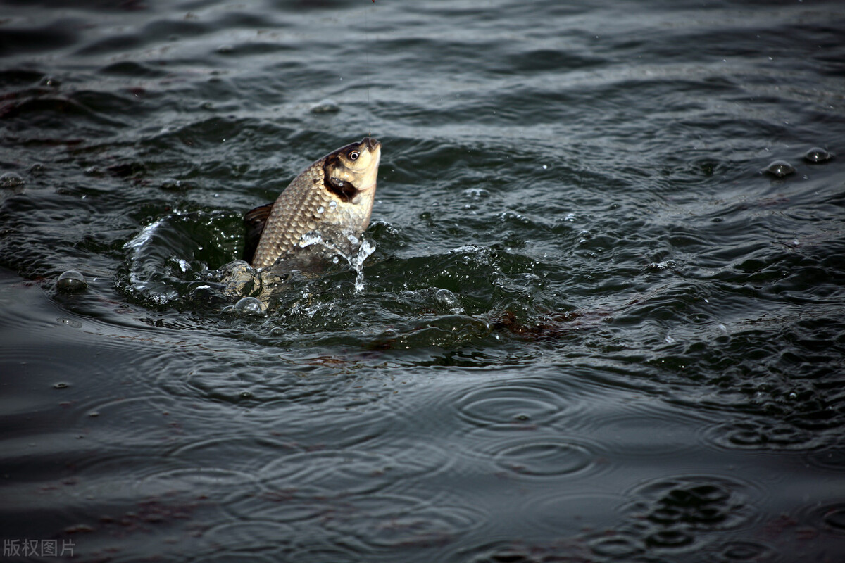 野钓鲫鱼全攻略!13大秘籍,7000字,找鱼窝、选天气,各种小技巧