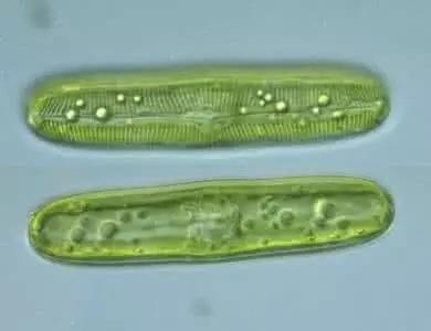 水产养殖业藻类的生命周期,水产养殖常见藻类植物