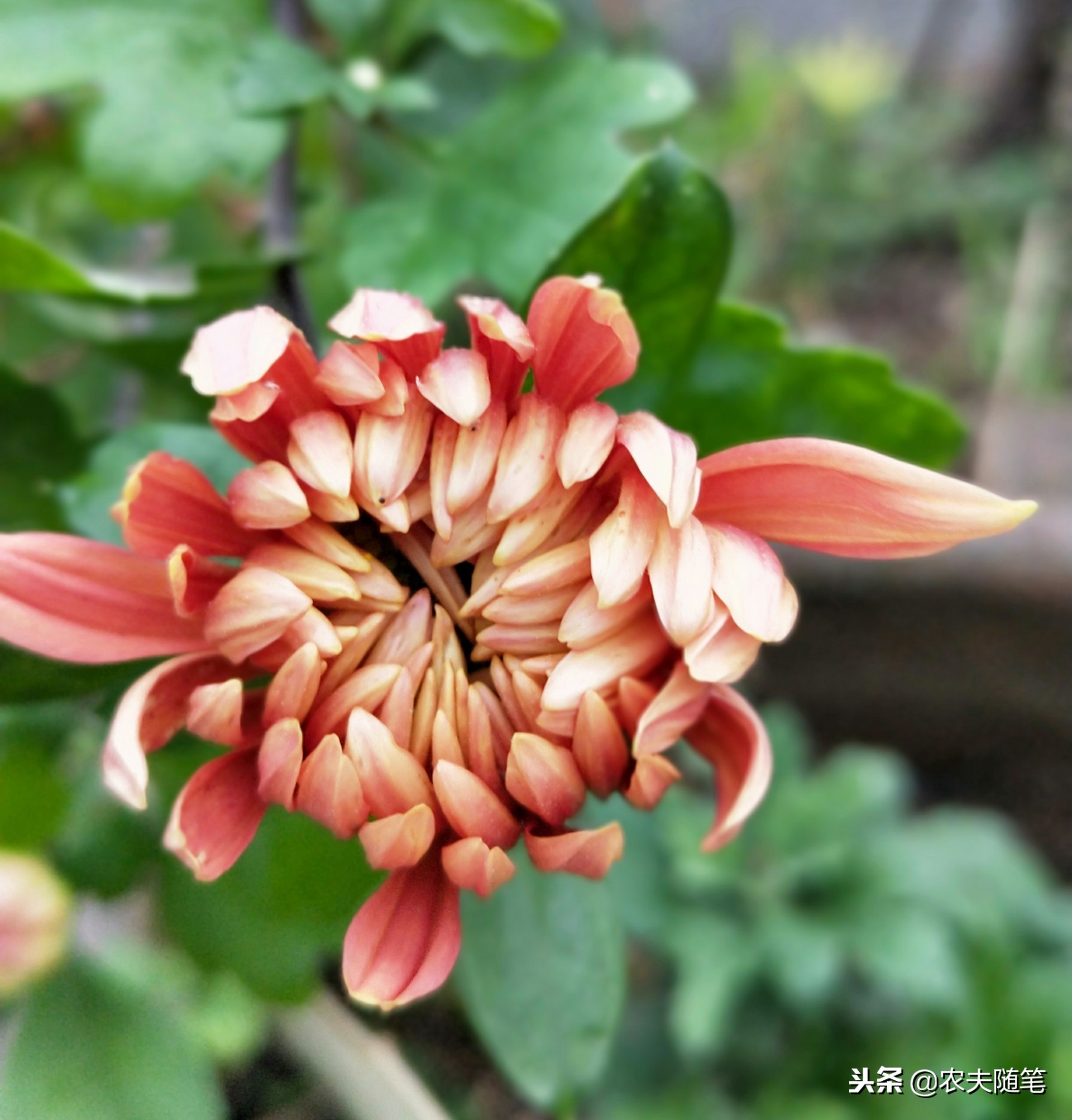 楼顶的菊花像一只快乐的飞鸟，在我心灵的天空上快活地飞翔