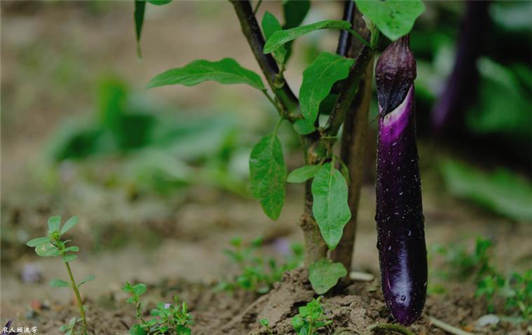 夏季茄子长期储藏的方法,茄子果实腐烂怎么处理