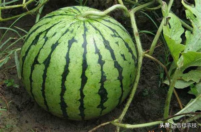 早春大棚西瓜种植管理技术,春季大棚西瓜种植技术完整版