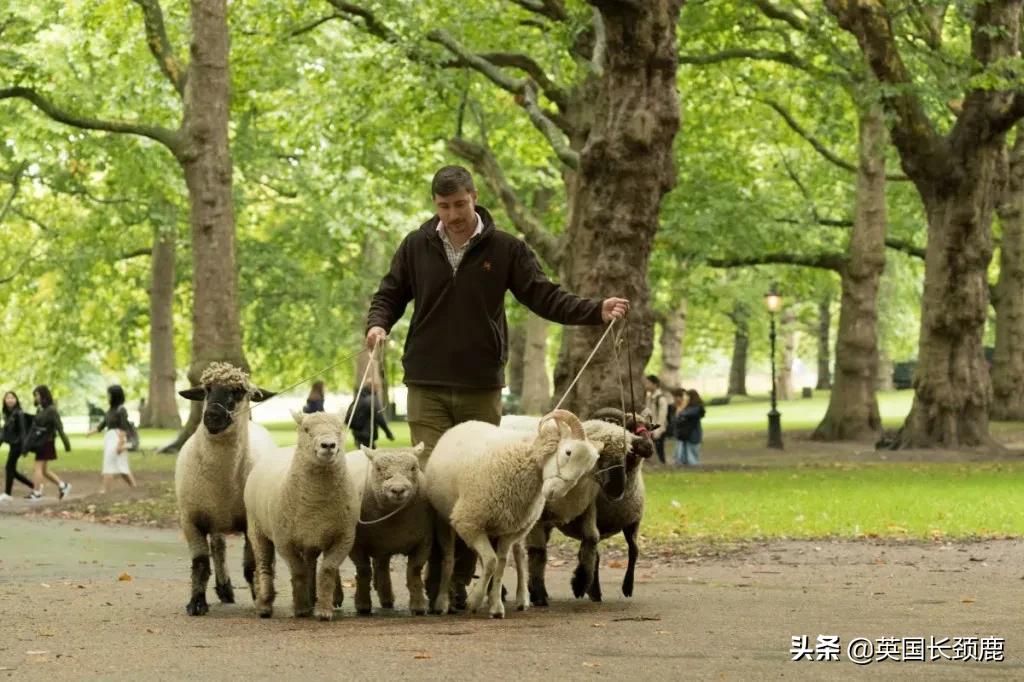 羊驼忧郁症,羊驼抑郁症治疗