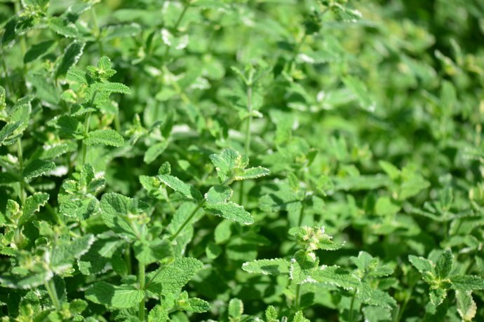 花园里防蚊子,在花园里劳作