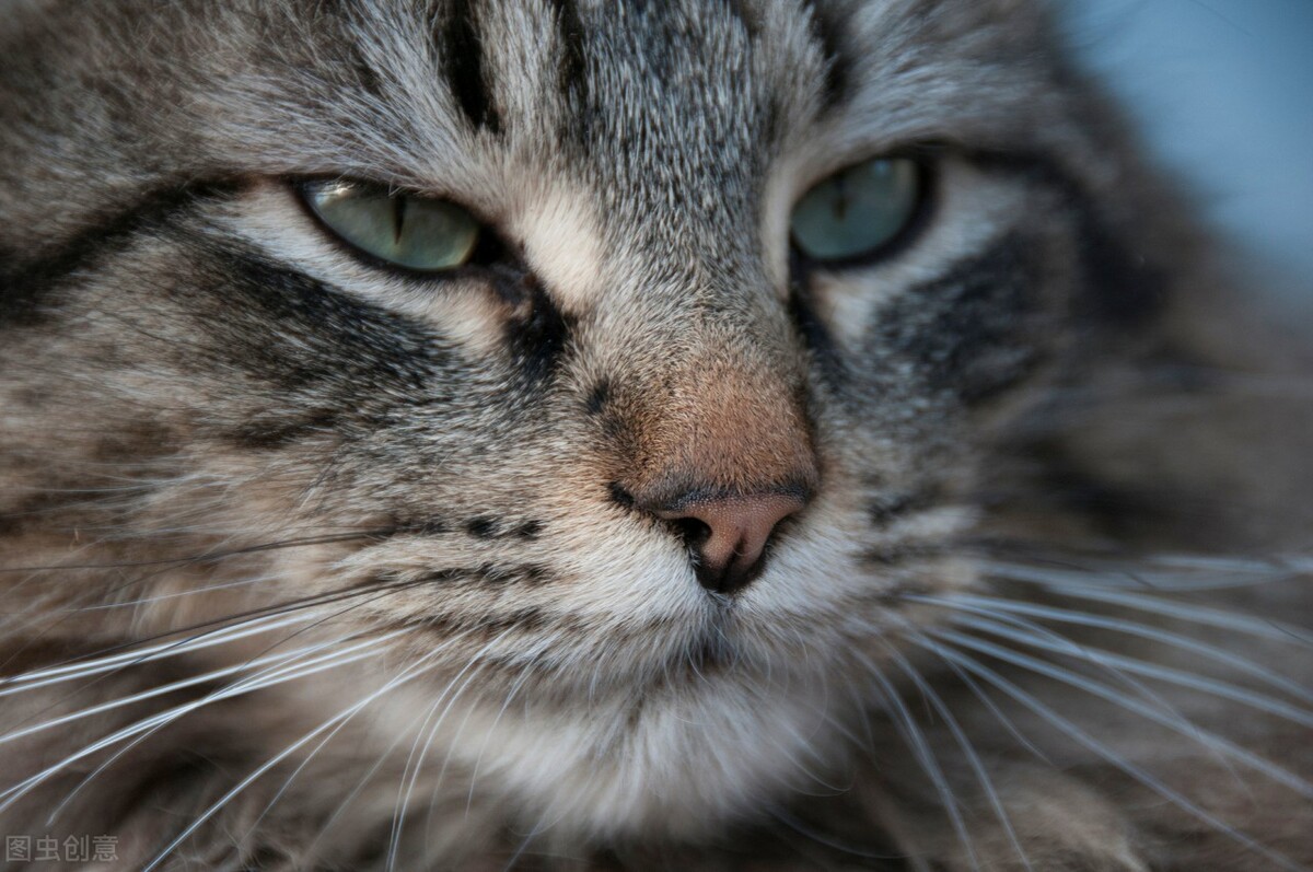 猫咪耳朵掉毛怎么办,猫咪耳朵到眼睛毛秃是怎么回事