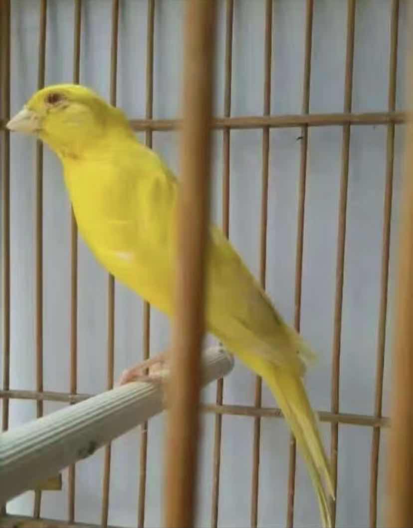 一种来自非洲的野鸟，被人工繁育出数百个品种，惊艳了整个世界