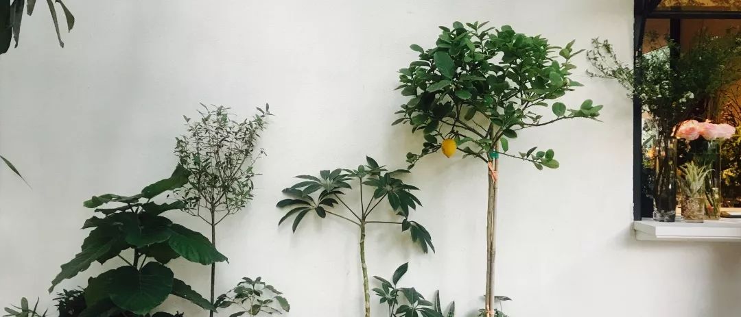 手机如何拍出胶片感照片,旧胶片怎样用手机成像