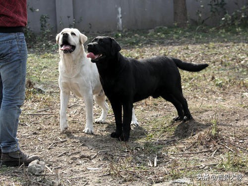 拉布拉多出门太兴奋,拉布拉多出门总是兴奋乱跑