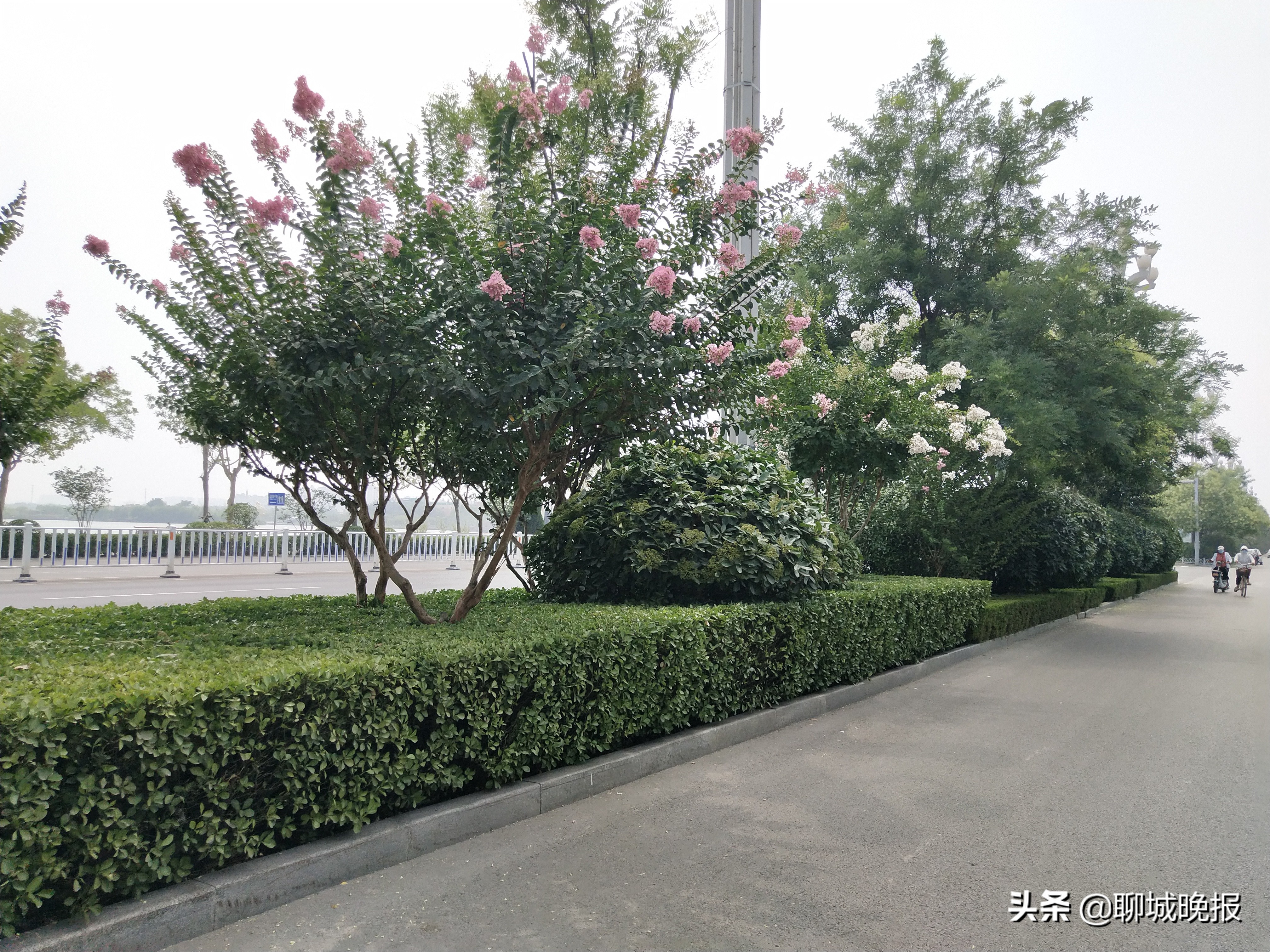 方寸花草地亦是大战场!聊城市城市管理局园林处:工作机制创新实践带来可喜之变