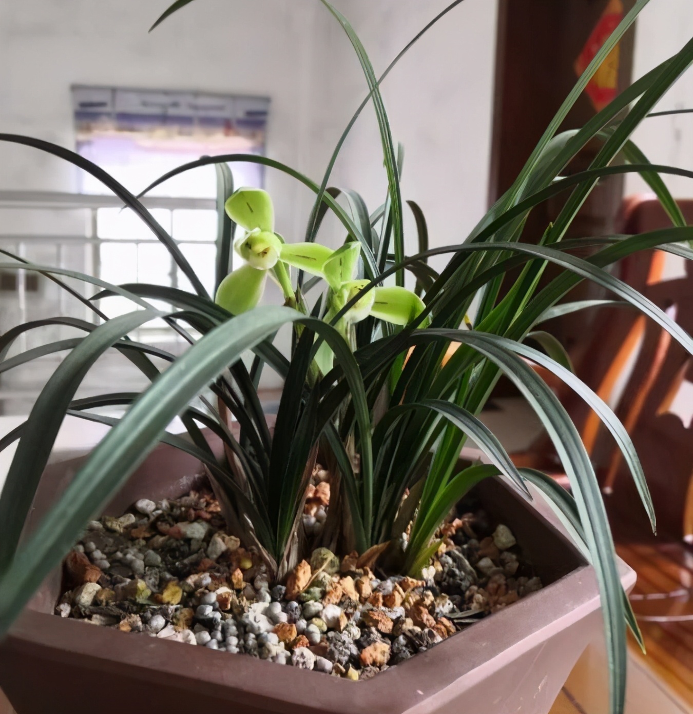 室内光照差反而长得旺的7种花,南方没有光照的阳台种什么植物好