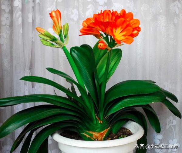 适合孕妇的室内绿植,家里有孕妇房间适合养什么植物