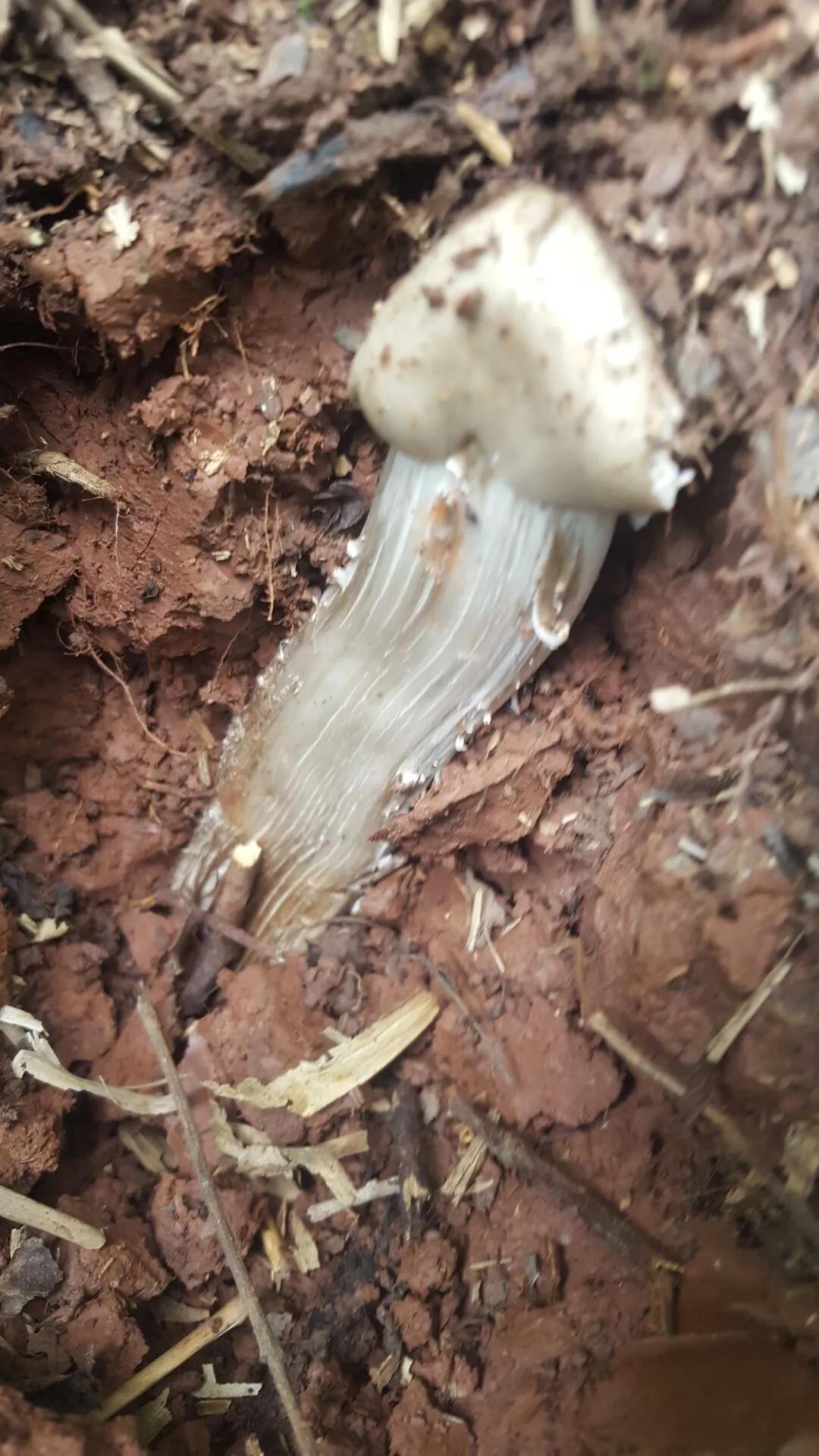 鸡枞菌菇,野生鸡枞