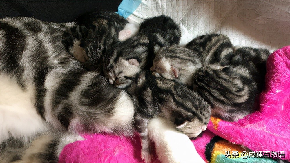 家有新生奶猫，如何养护到位？