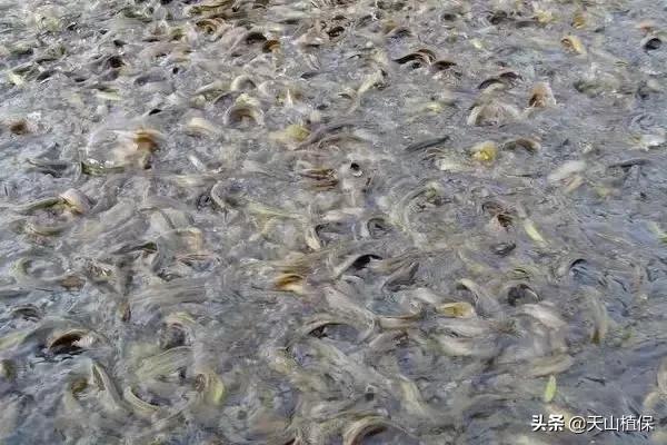 养泥鳅一亩地可以达到多少产量,泥鳅养殖新模式高产量