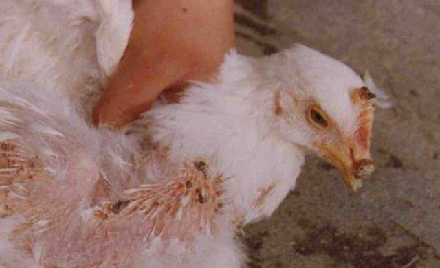 夏季鸡痘病怎么冶,如何高效预防鸡痘的发生