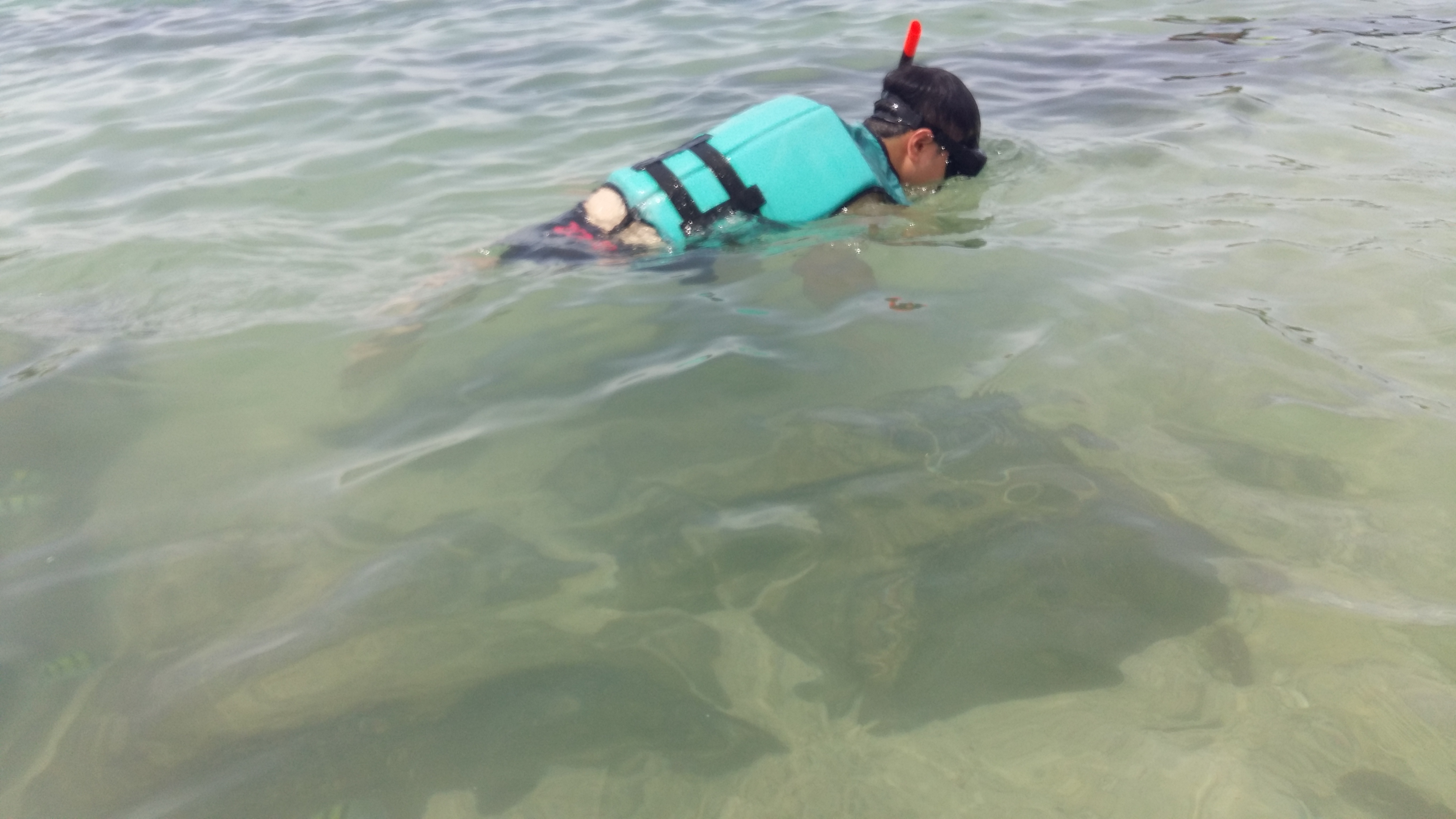 在普吉岛浮潜拍到的美妙海底世界 (普吉岛cape panwa hotel浮潜)