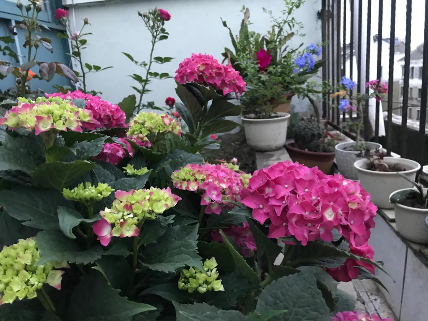 多肉夏天淋雨后徒长了怎么办,彩虹糖多肉夏天能不能淋雨