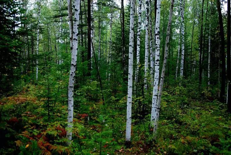 #清风计划#传承创新发展中医药，抚松大自然一直在路上……