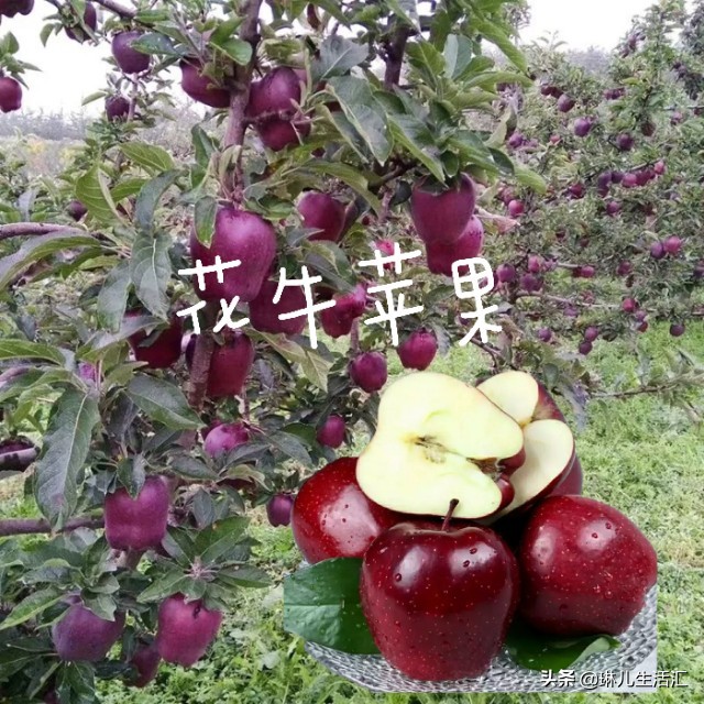 每天认识一种美食,每天认识一种食品