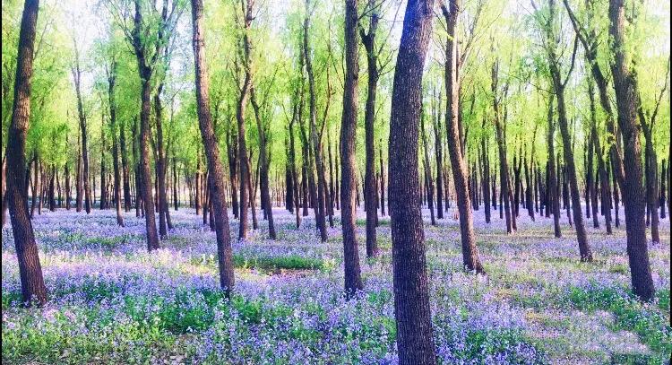 北京西边二月兰观赏地,和平之花莫愁湖公园二月兰盛放