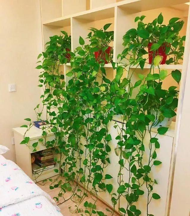 这13种花耐阴又好养蹭蹭长不停,光照不足也能养好的3种花