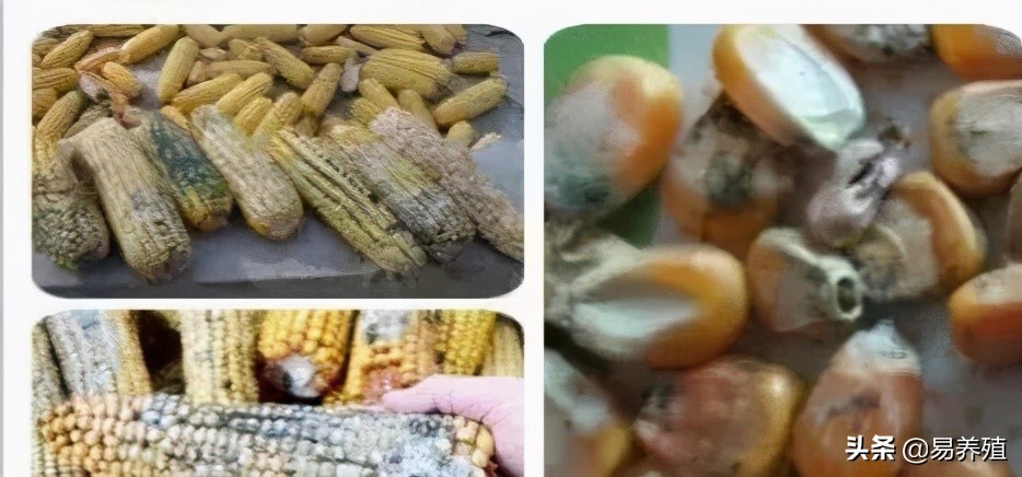 易养殖:带你治好鸡腺胃炎