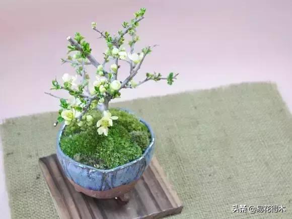 日本长寿梅欣赏,日本长寿梅盆景枝条养护