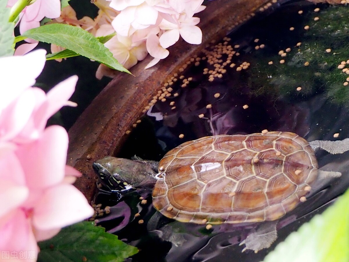 养龟六大忌新手养龟知识100条,养龟知识100条解决养龟常见问题