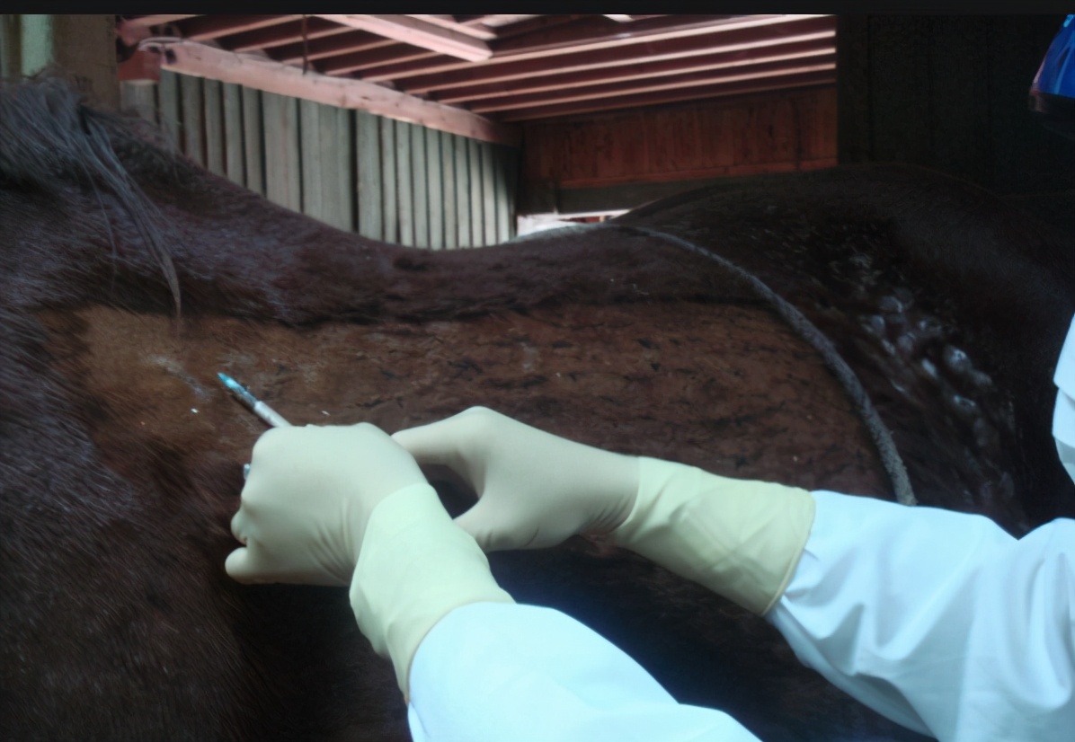 卧室内惊现毒蛇,长沙一家出现毒蛇