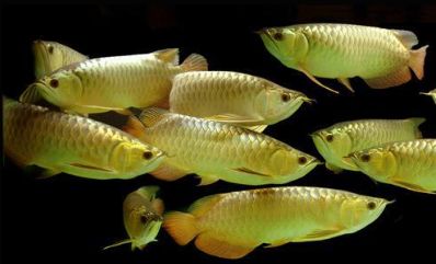 潮汕小伙卖金龙鱼,潮汕90后男生卖金龙鱼