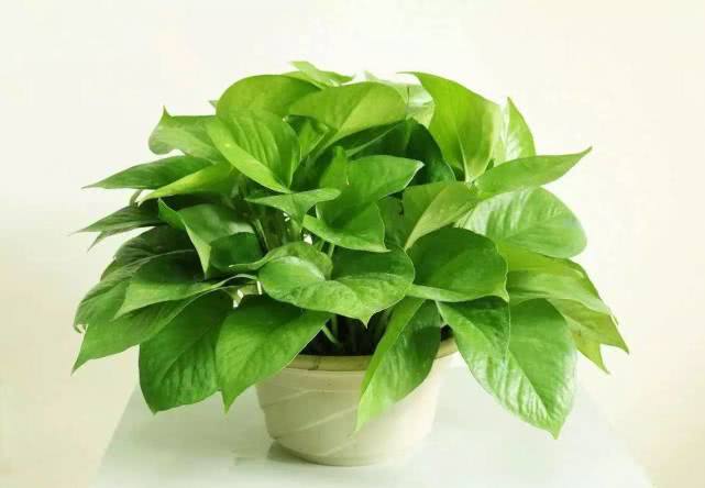 大叶绿萝和小叶是一样吗,绿萝为什么有大叶和小叶