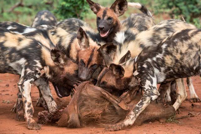 非洲野狗作战能力超过“掏肛”的鬣狗，对外凶狠，对内温馨有爱