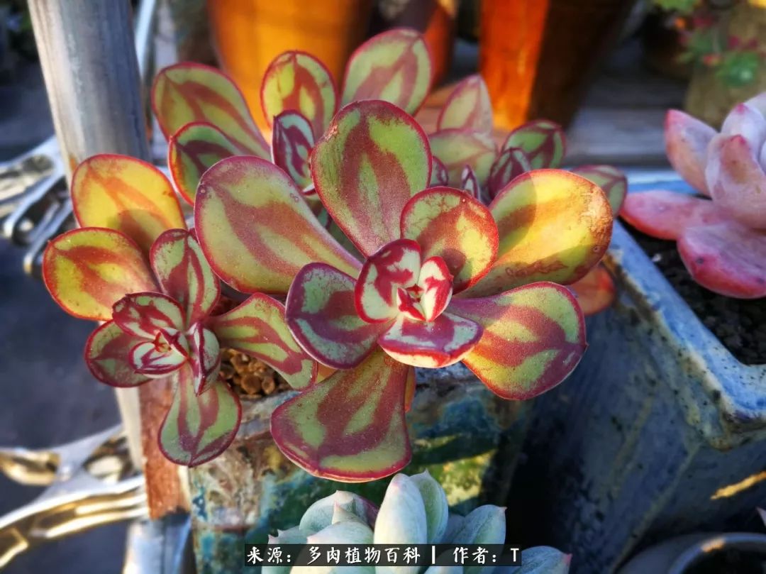 多肉还可以这样玩(上):八年养肉路剪影!