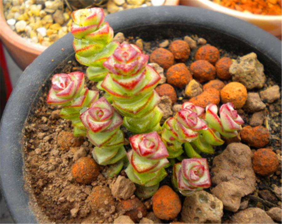 钱串子怎么变红,钱串子变红的原因是什么