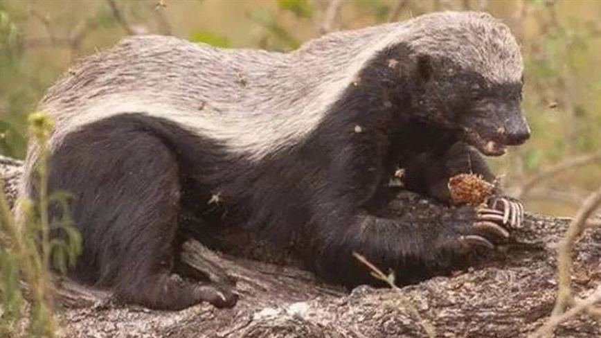 平头哥为什么能把毒蛇当辣条吃,平头哥把毒蛇当辣条啃